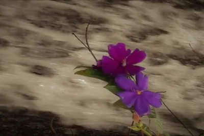 flores