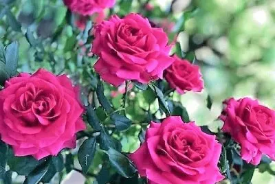 flores