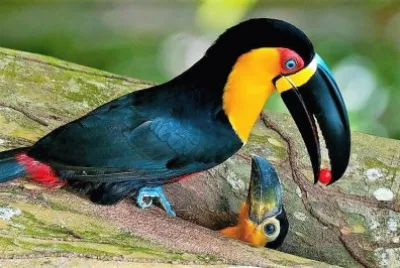 natural jigsaw puzzle