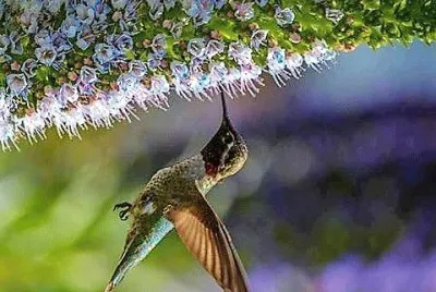 natural jigsaw puzzle