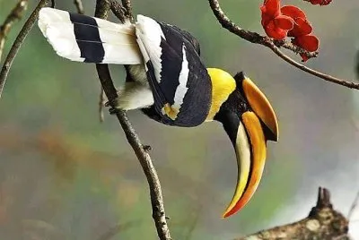 natural jigsaw puzzle