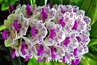 flores