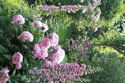 flores