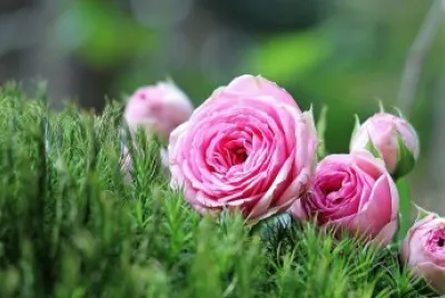 flores