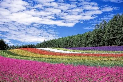 flores jigsaw puzzle