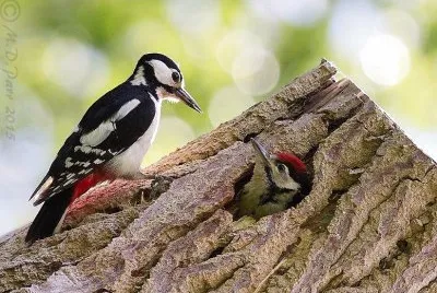 natural jigsaw puzzle