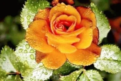 flores