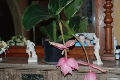 fleurs jardinier