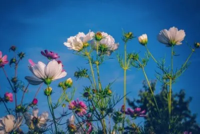 Imagem jigsaw puzzle