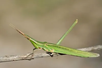 Acrida ungarica