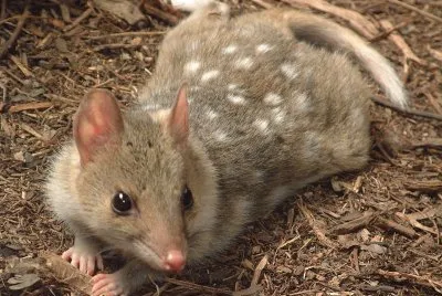 Quoll orientale jigsaw puzzle