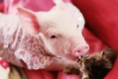 Oink Oink jigsaw puzzle