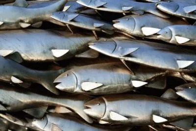 Imagem jigsaw puzzle