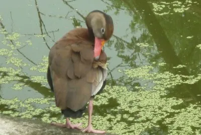 zoolÃ³gico 2