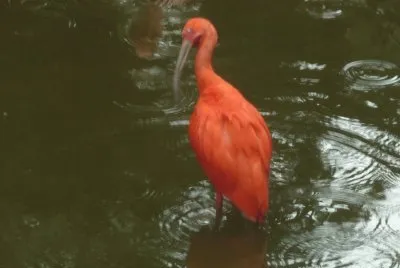 פאזל של zoolÃ³gico 3