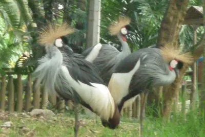 zoolÃ³gico 5