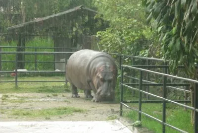 zoolÃ³gico 6