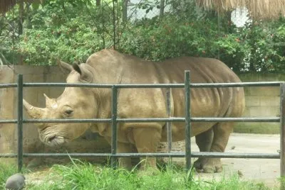zoolÃ³gico 8