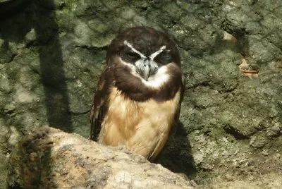 zoolÃ³gico 9