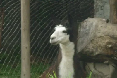 zoolÃ³gico 11