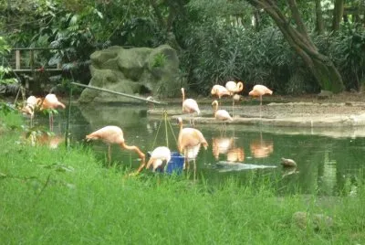 zoolÃ³gico 4