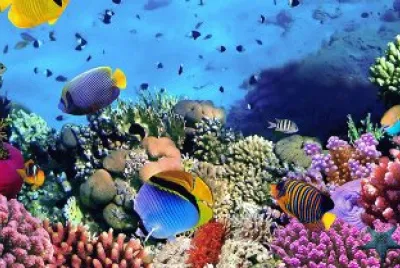 PECES