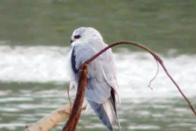פאזל של bird