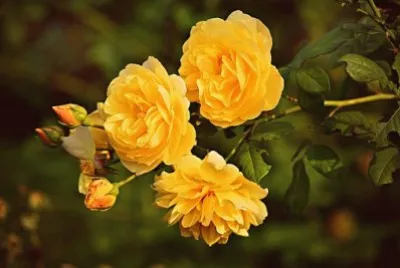Imagem jigsaw puzzle
