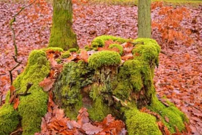 Imagem jigsaw puzzle