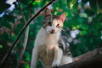 Imagem jigsaw puzzle