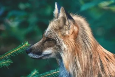 Imagem jigsaw puzzle