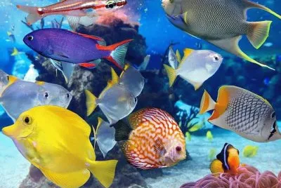 peces