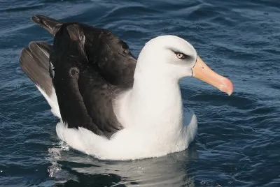 Albatro di cambell