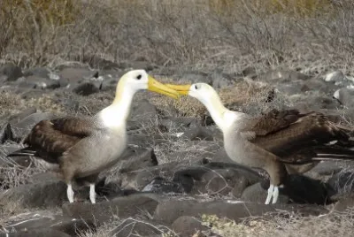 Albatro vermicolato