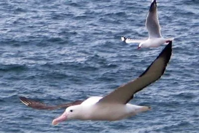 Albatro reale del nord