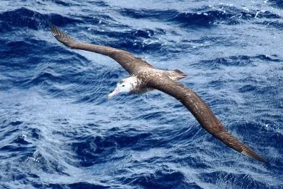 Albatro di tristan