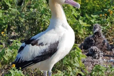 Albatro codacorta