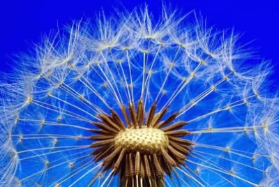 Imagem jigsaw puzzle