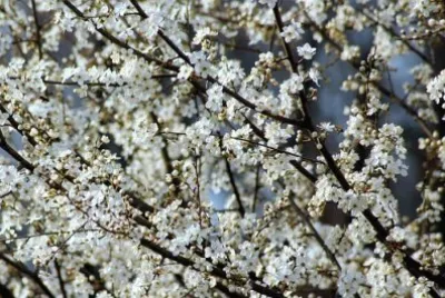 Imagem jigsaw puzzle