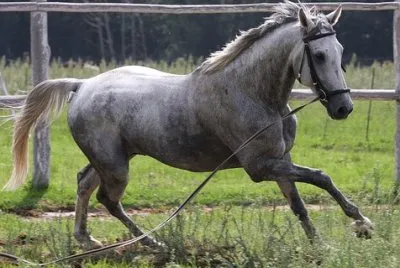Imagem jigsaw puzzle