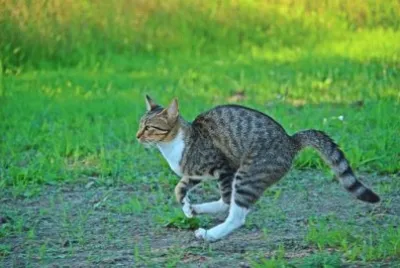 Imagem jigsaw puzzle