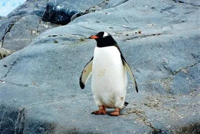 Imagem jigsaw puzzle