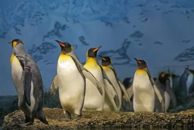 Imagem jigsaw puzzle