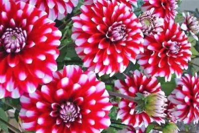 flores