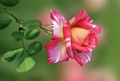 flores