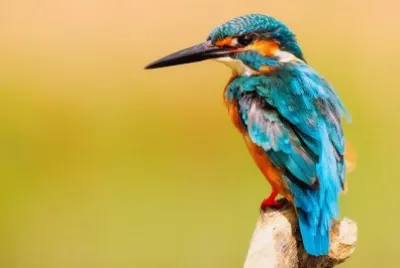 Imagem jigsaw puzzle