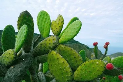 Imagem jigsaw puzzle