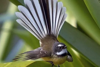 natural