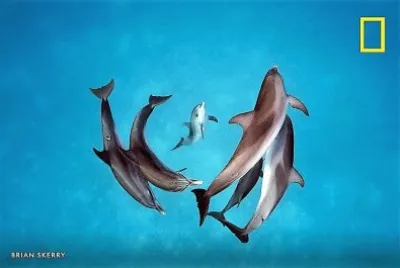 natural jigsaw puzzle