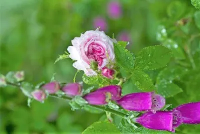 flores